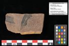 Foto (Objekt + Etikett) von Quercus cf. palaeoilex Ettingshausen (NHMW-GEO-2024-0188-0746a)